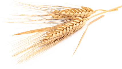 SynoGut